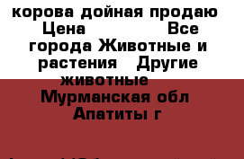 корова дойная продаю › Цена ­ 100 000 - Все города Животные и растения » Другие животные   . Мурманская обл.,Апатиты г.